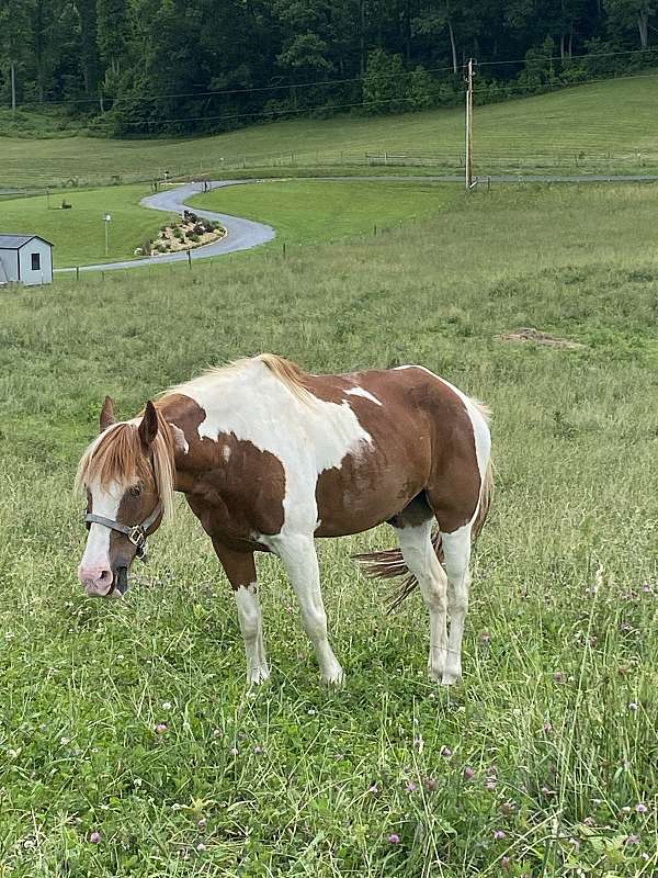 paso-fino-gelding