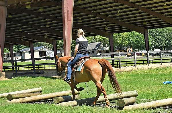 athletic-quarter-horse