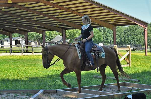 beginner-quarter-horse