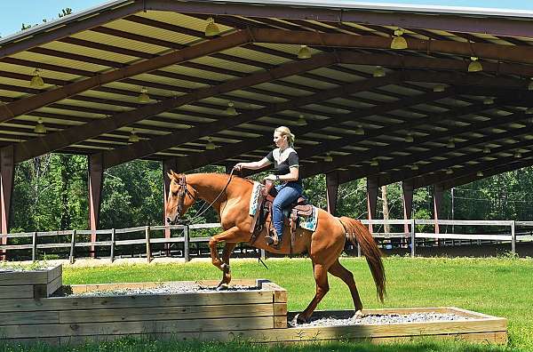 gelding-quarter-horse