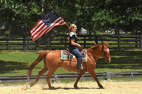 gentle-quarter-horse