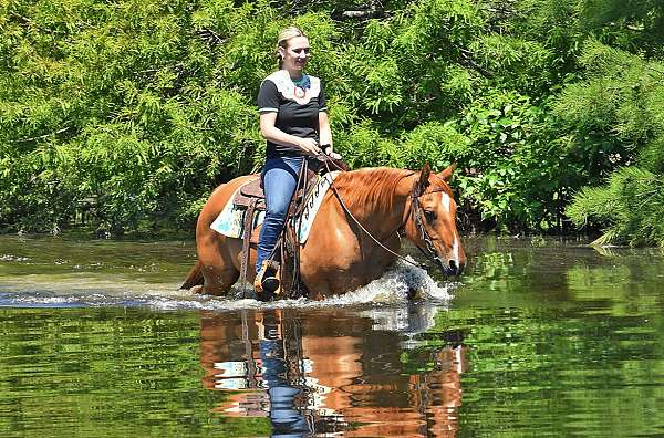 kid-safe-quarter-horse