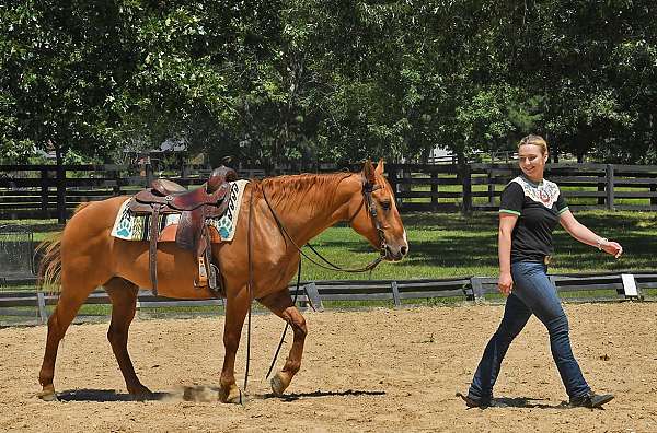 all-around-quarter-horse