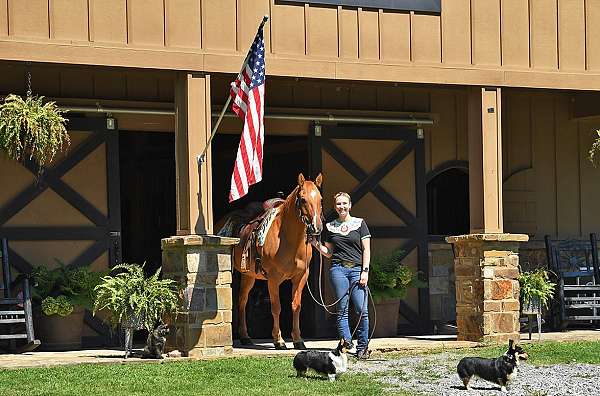 western-quarter-horse