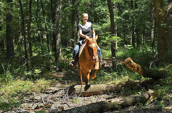 aqha-quarter-horse