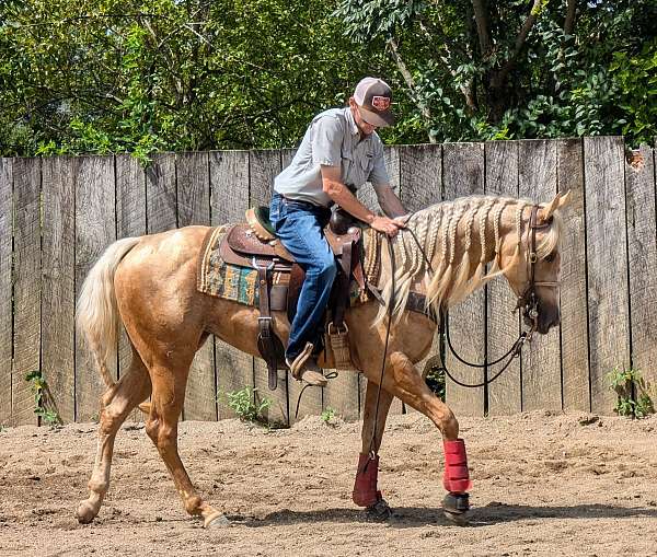 all-quarter-horse