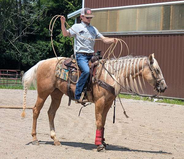 all-around-horse-quarter