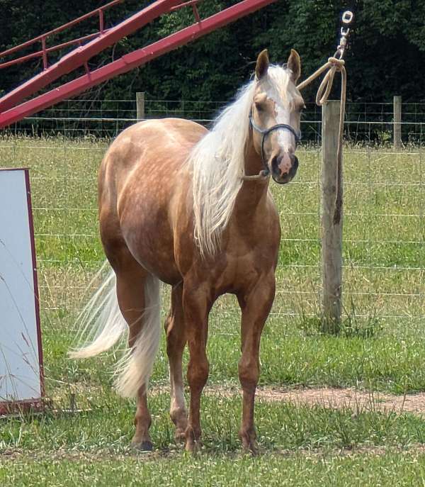 aqha-quarter-horse