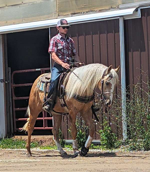 aqha-mare-quarter-horse