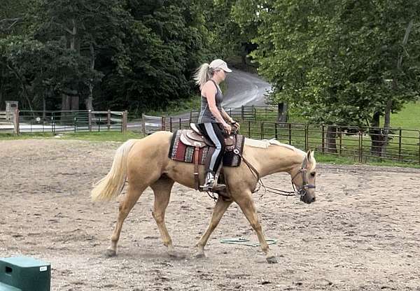 halter-quarter-horse