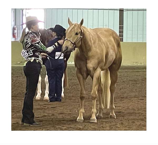 horsemanship-quarter-horse