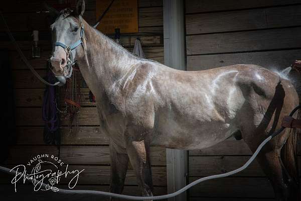apha-show-horse