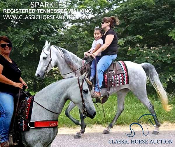 baby-doll-head-tennessee-walking-horse