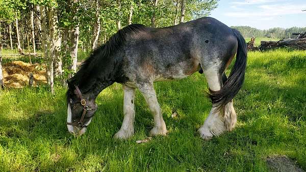 blue-eyes-clydesdale-horse