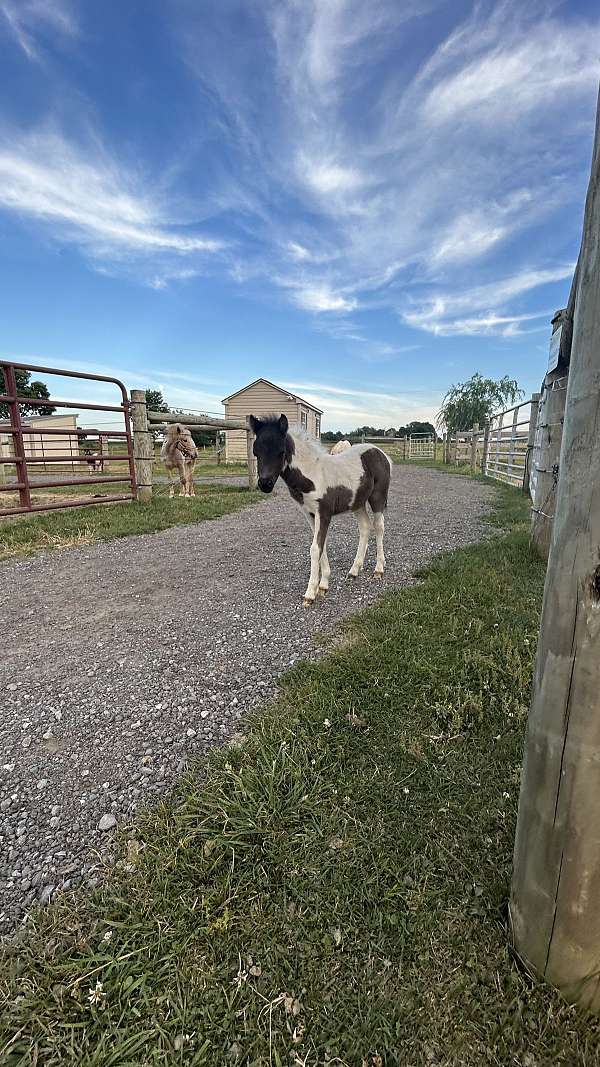 flashy-miniature-horse