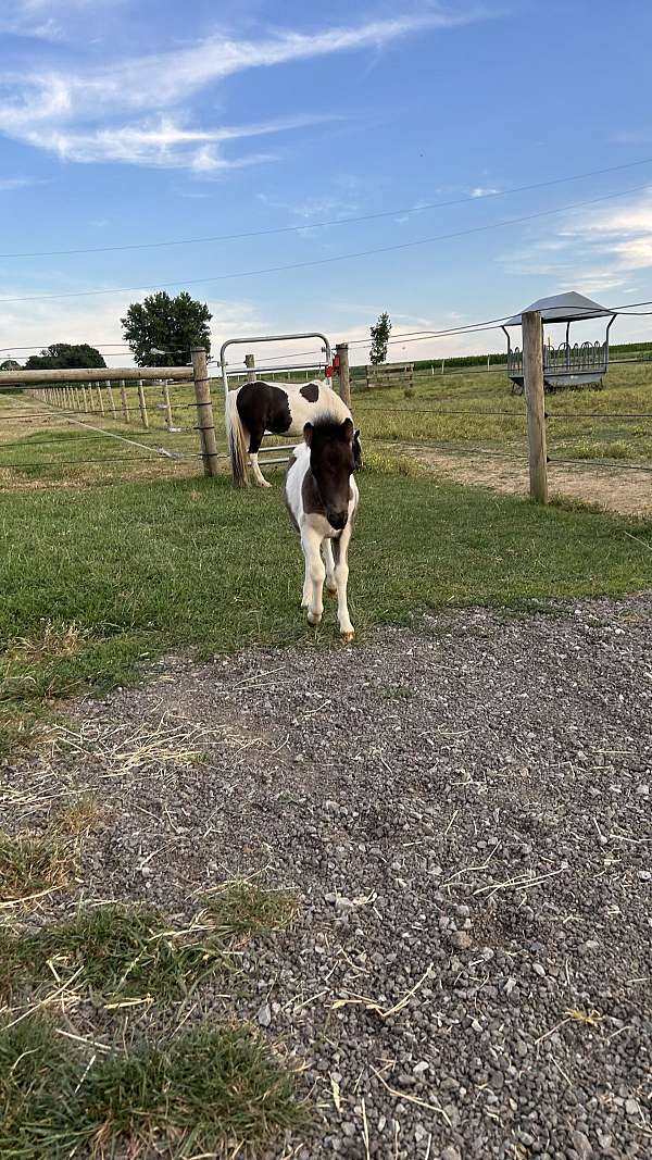 halter-miniature-horse