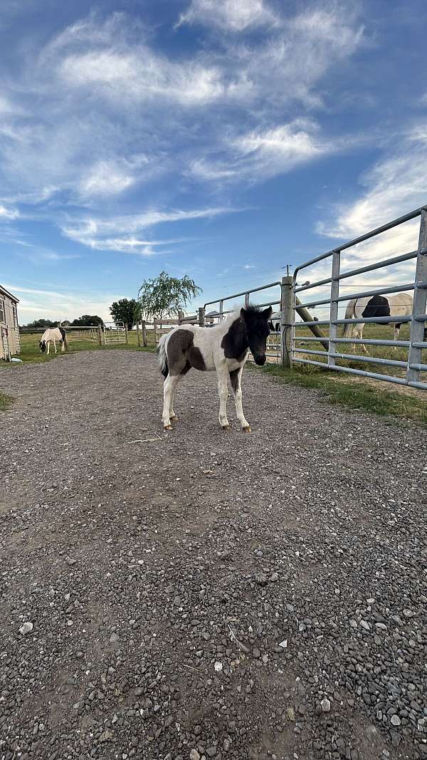 kid-safe-miniature-horse