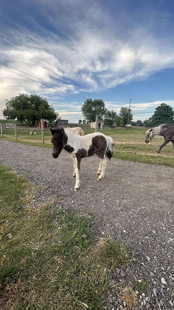 halter-horse