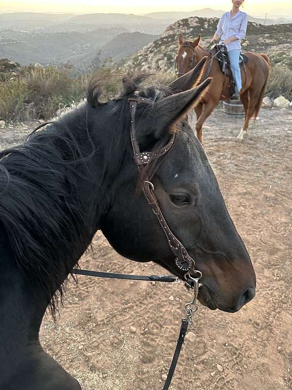 hunter-under-saddle-thoroughbred-horse