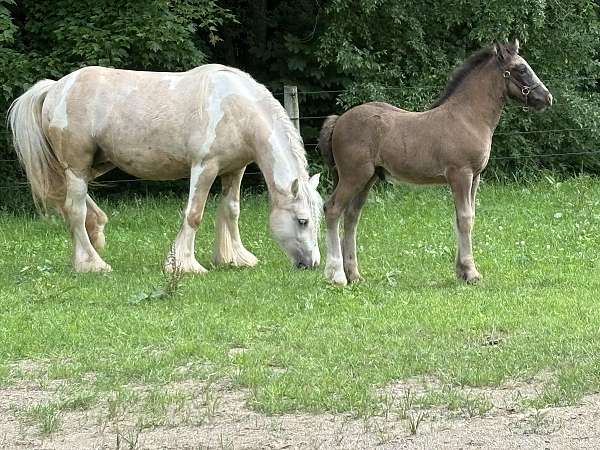 presence-gypsy-vanner-horse