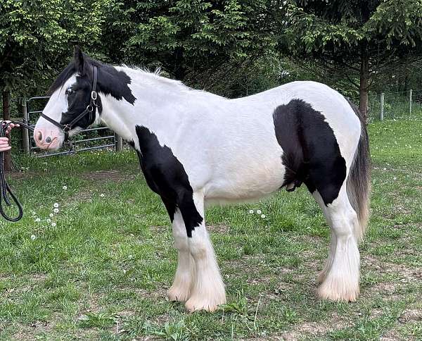 horse-affaire-gypsy-vanner