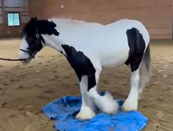 black-gypsy-vanner-horse