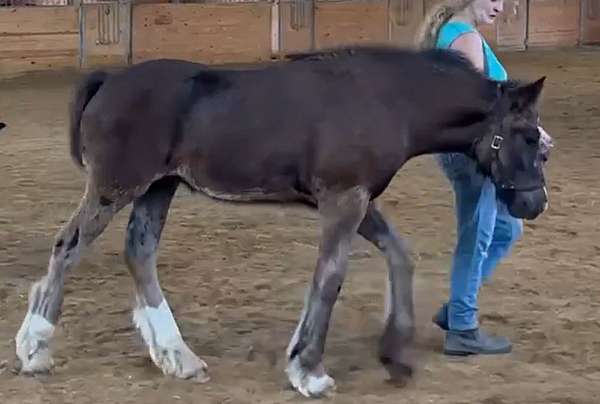 dishy-gypsy-vanner-horse