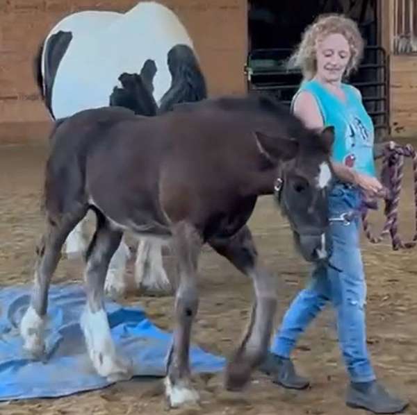 large-pony-gypsy-vanner-horse