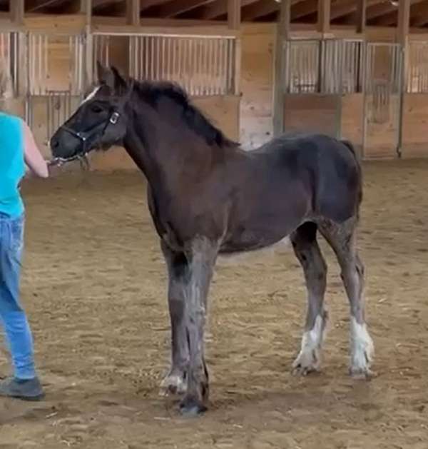 horse-sales-gypsy-vanner