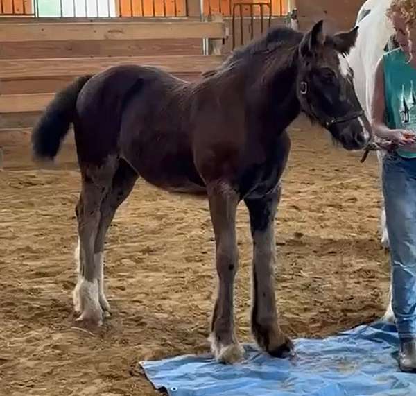 and-temperament-gypsy-vanner-horse