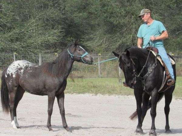 running-bred-appaloosa-horse