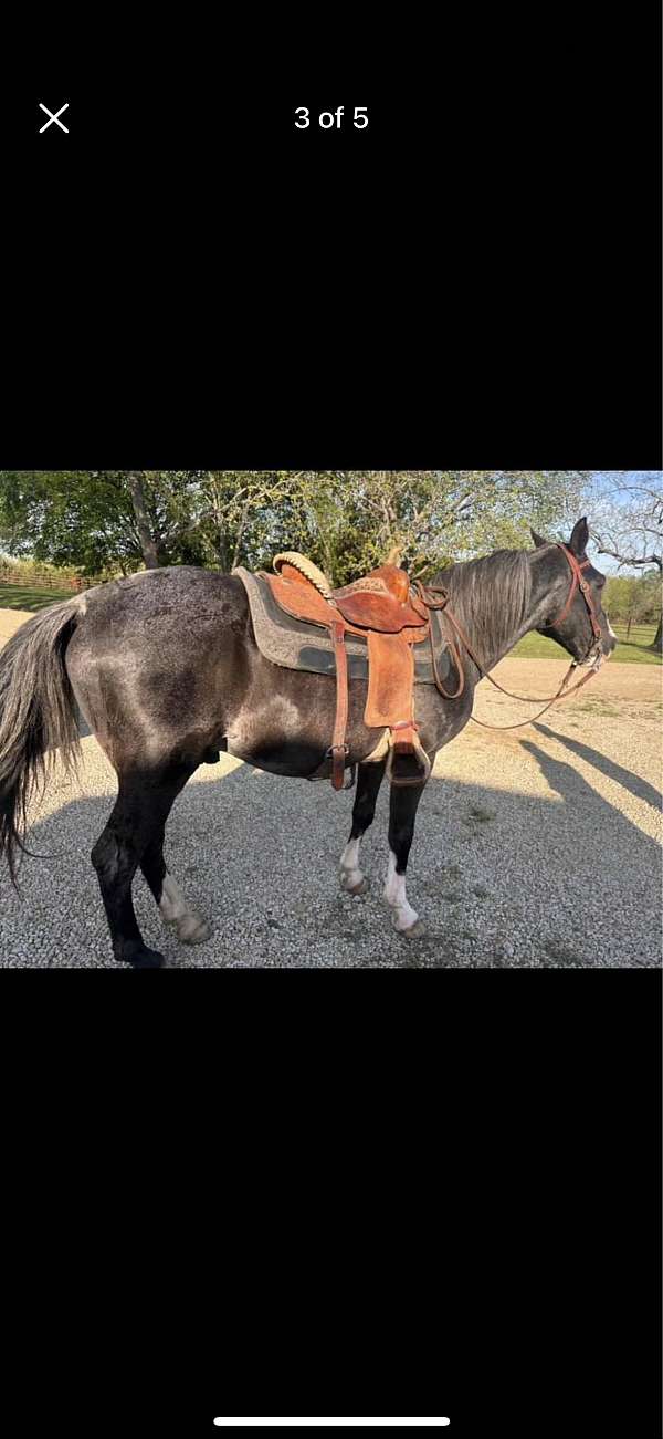 blue-roan-tennessee-walking-gelding-mare