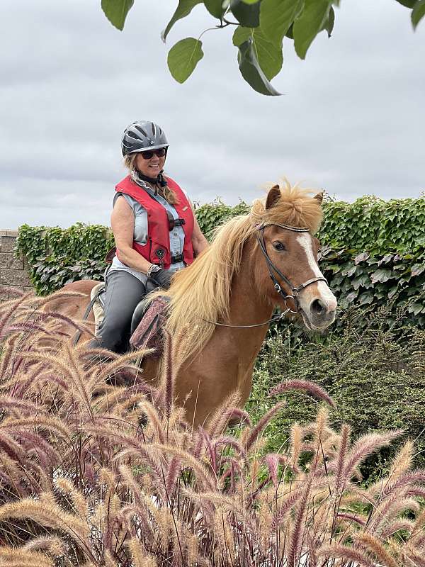 experienced-gaited-icelandic-horse