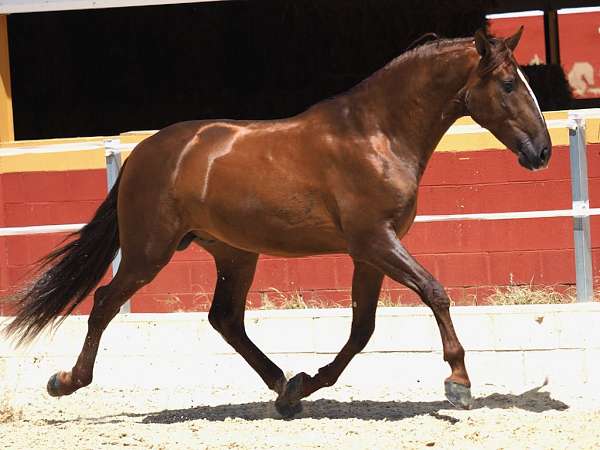 colt-colt-stallion