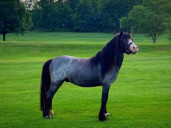 blue-roan-blaze-socks-horse