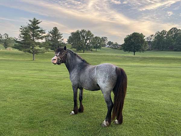 breeding-season-welsh-pony