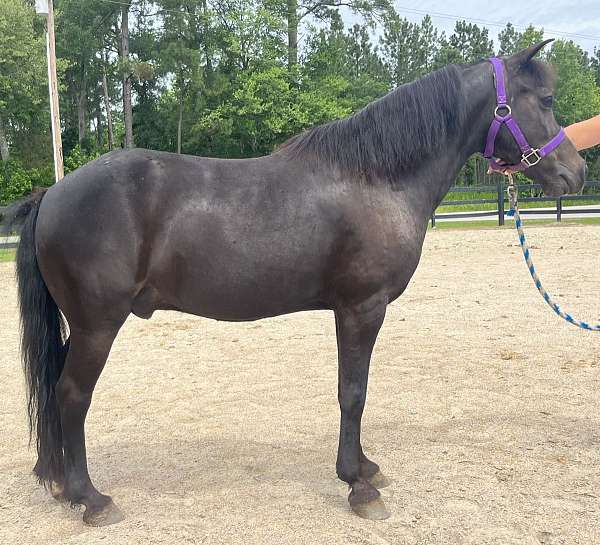 black-pony-gelding