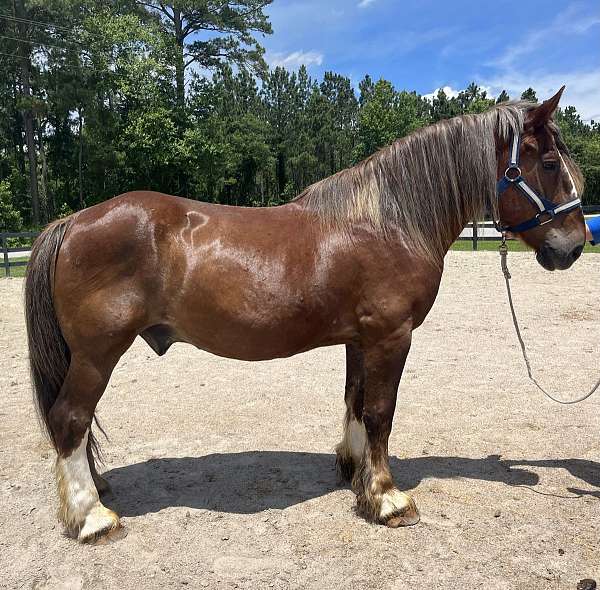 sorrel-draft-gelding