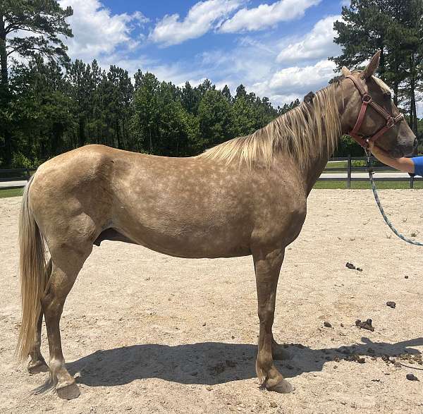 chocolate-rocky-mountain-mare