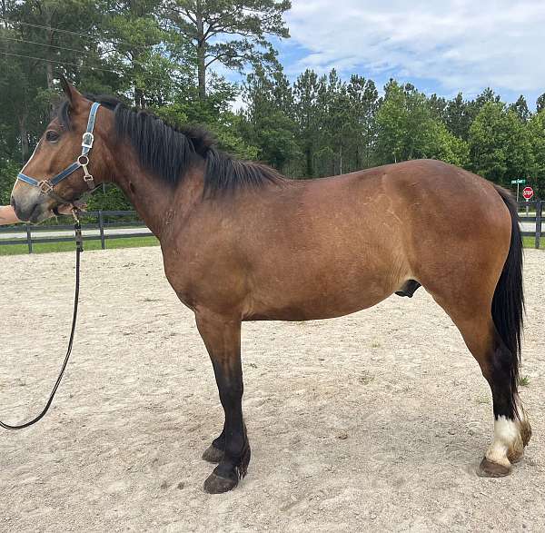 bay-draft-gelding