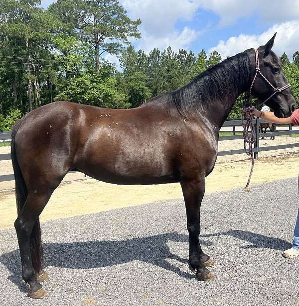 black-standardbred-mare