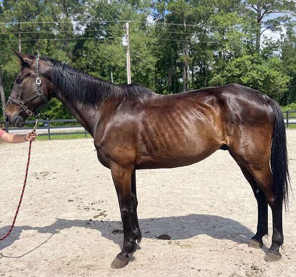 bay-standardbred-gelding