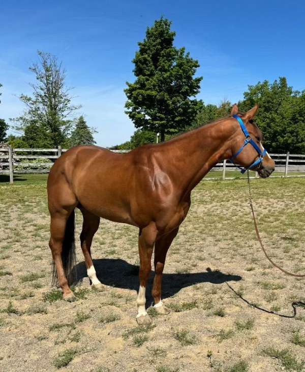 blaze-three-white-socks-horse