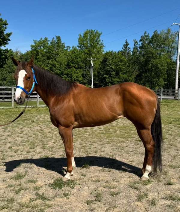 chestnut-blaze-three-white-socks-horse