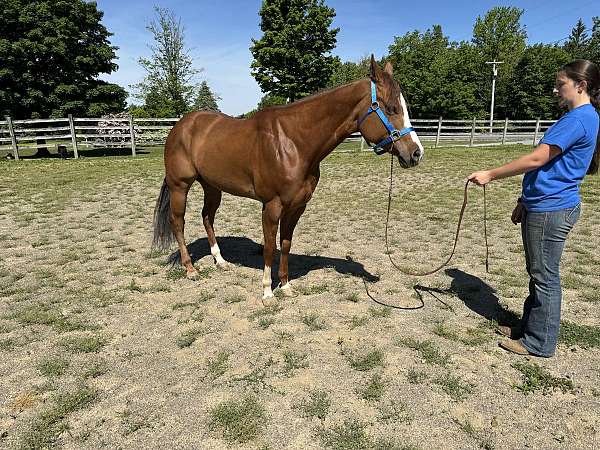 chestnut-quarter-horse-mare