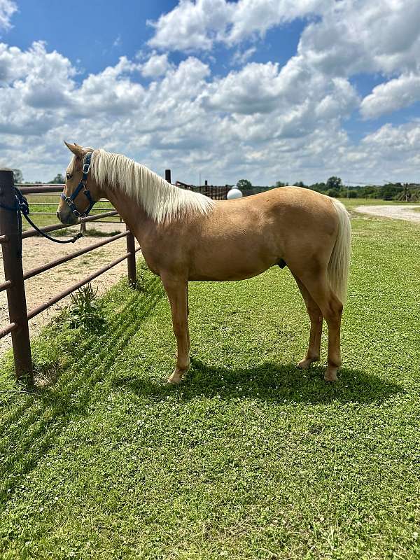 baby-missouri-fox-trotter-horse