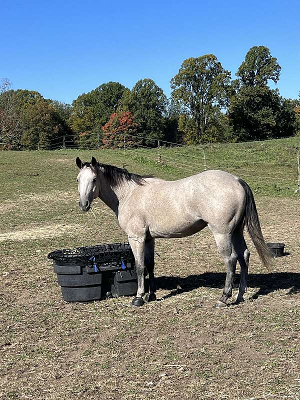 ridden-english-quarter-horse