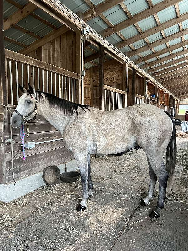 ridden-western-quarter-horse