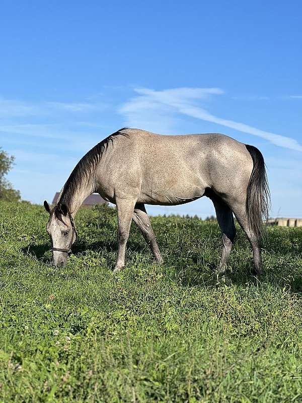 grey-quarter-horse-gelding