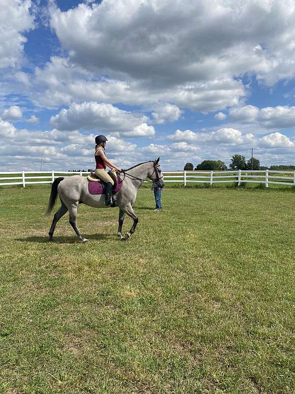 grey-ridden-english-horse